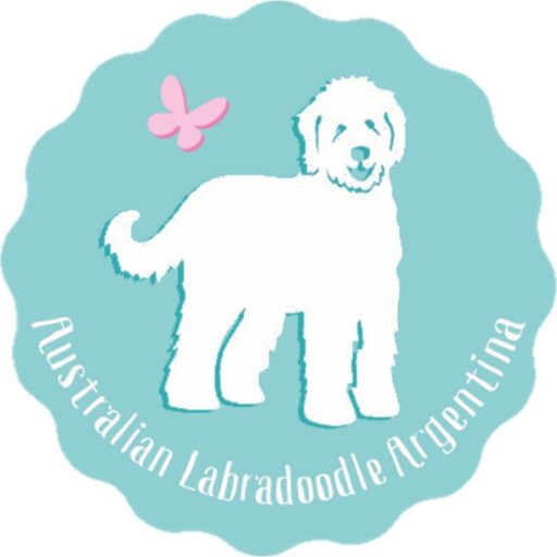 Labradoodle Argentina